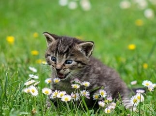 pourquoi les chats disparaissent